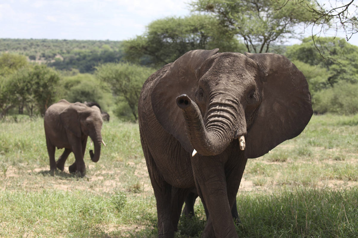 Tanzania Safari Tours 2 two elephants walking in plains of africa 1