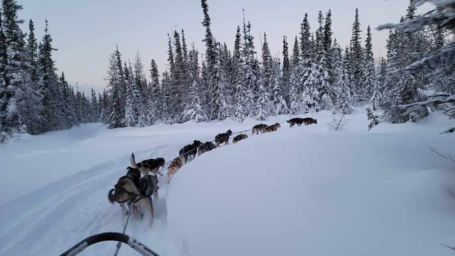 Alaska Adventure Tours 5 Dogs pulling a sled through the snow