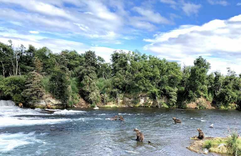Alaska Bear Viewing Tours 26 Coastal Alaska Grizzly Bears Feed on salmon at brooks falls