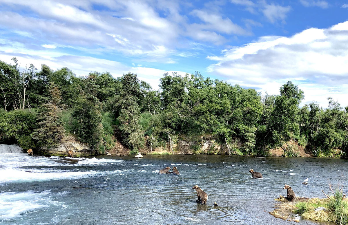 The Wild is Calling: 12 Off the Beaten Path Experiences in Alaska 2 Bears at falls