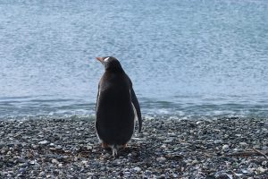 The Best Mendoza Tour and Vacation 4 penguin standing on shore in front of ocean 1