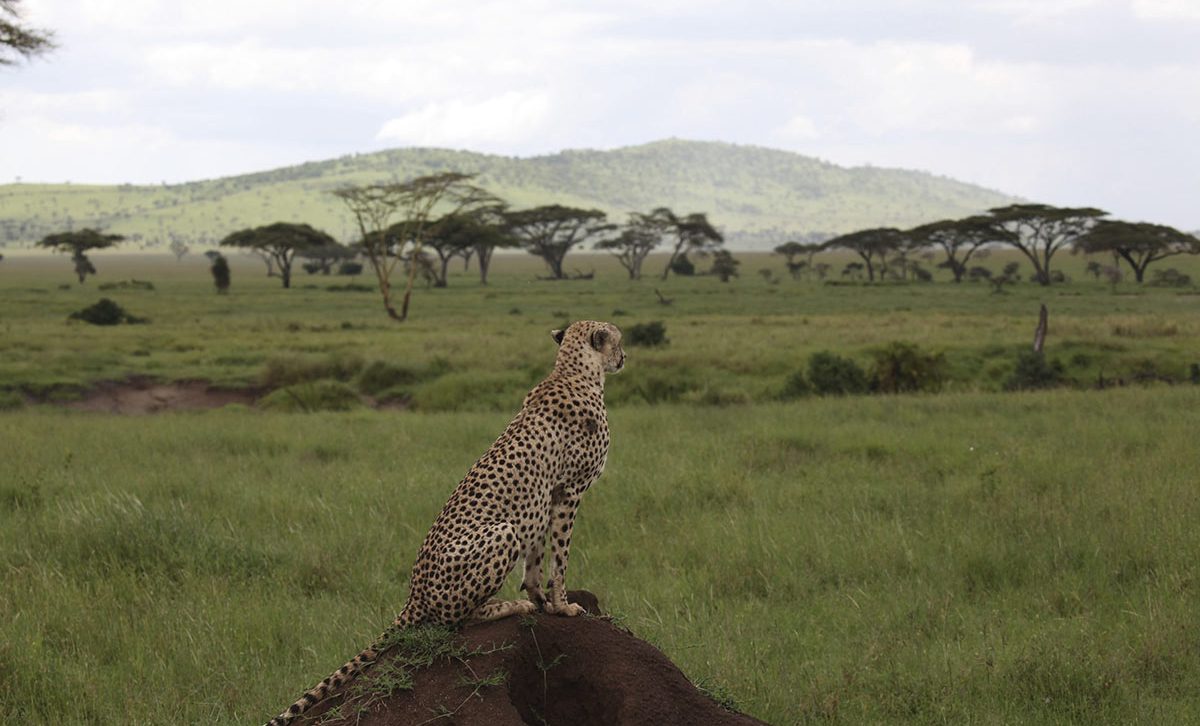 Tanzania Safari Tours 4 A cheetah sits on a rock overlooking the savannah in Tanzania