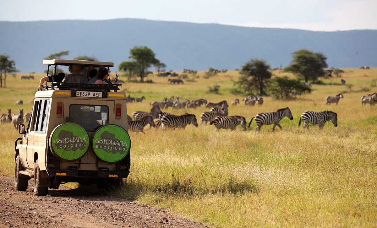 Great Migration Q&A 4 A Gondwana Ecotours safari vehicle drives through the savannahs of Tanzania