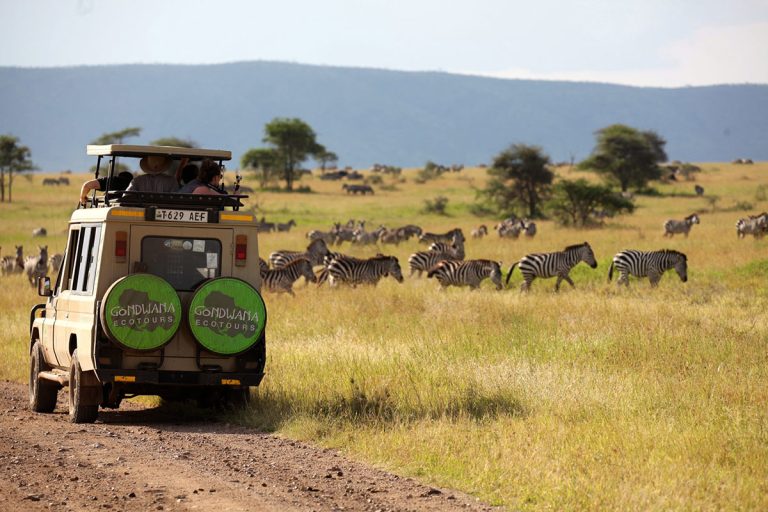 Tanzania Safari Tours 13 A Gondwana Ecotours safari vehicle drives through the savannahs of Tanzania