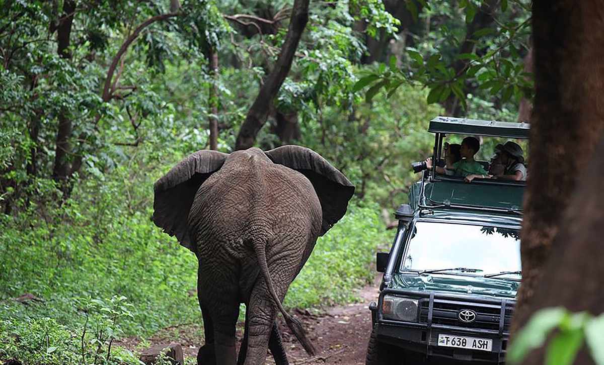 Tanzania Safari Tours 3 A young elephant walks past a safari vehicle in Tanzania