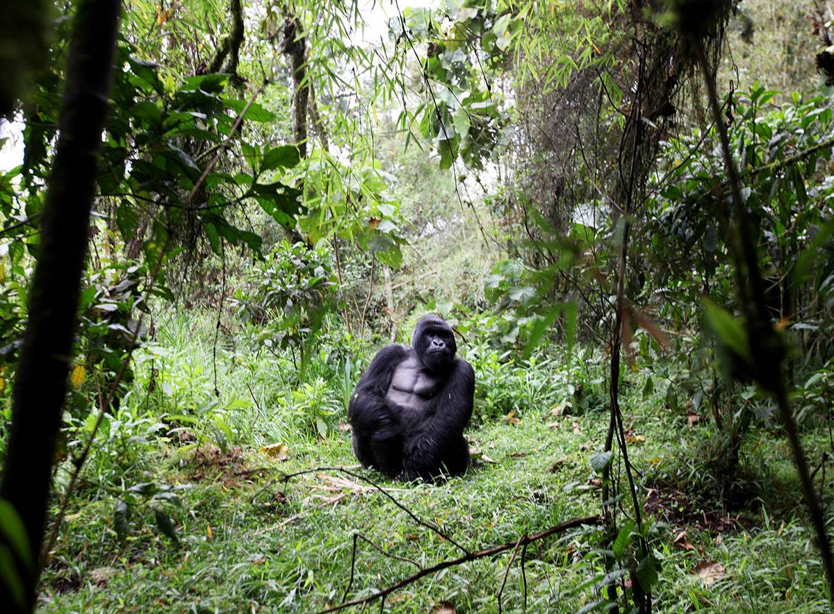 Gorilla Trekking: Rwanda vs. Uganda 2 Gorilla in Uganda and Rwanda living in the mountains