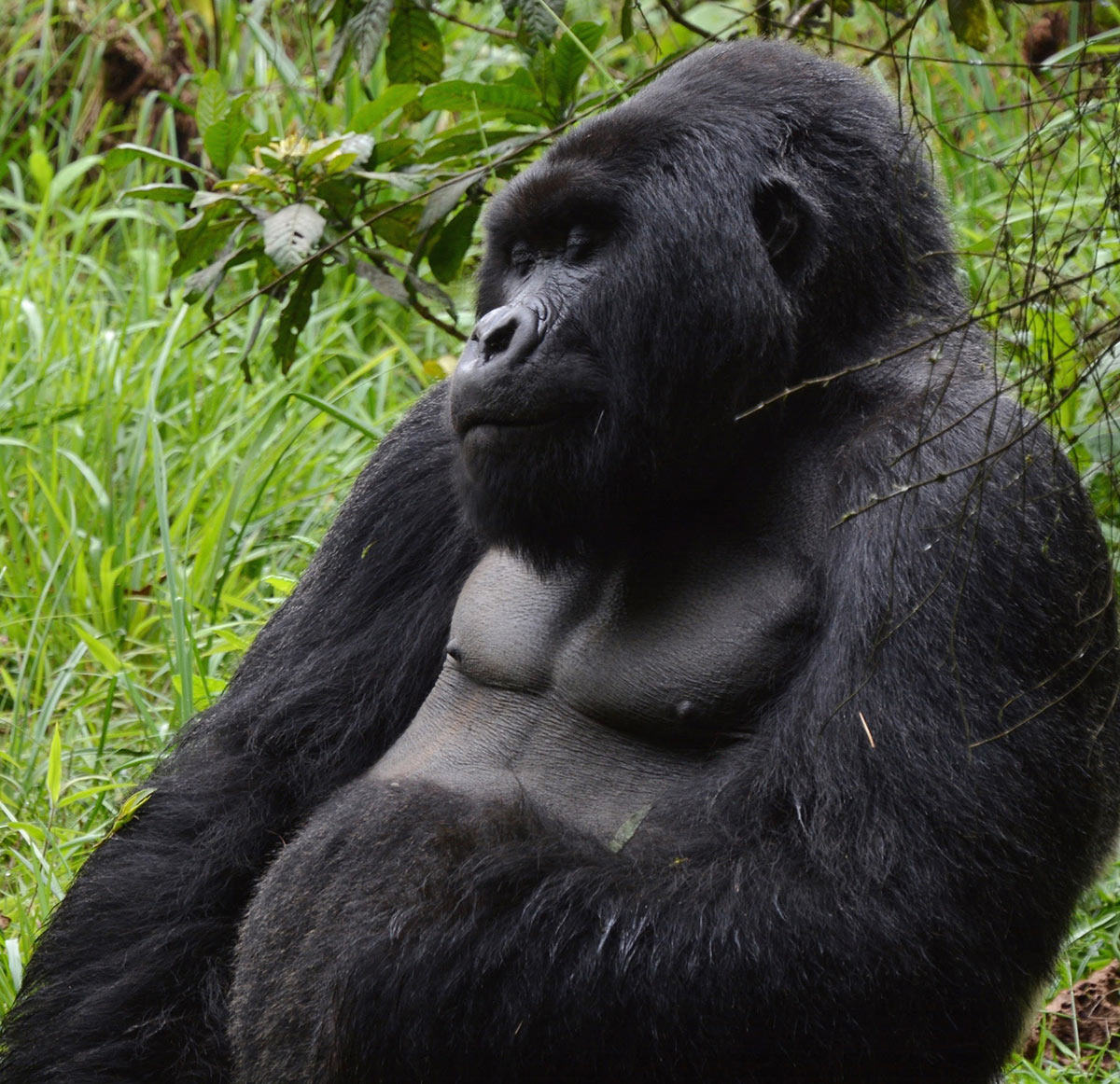 Gorilla Trekking Q&A 4 Silverback male gorilla seen on gorilla trekking in Uganda and Rwanda