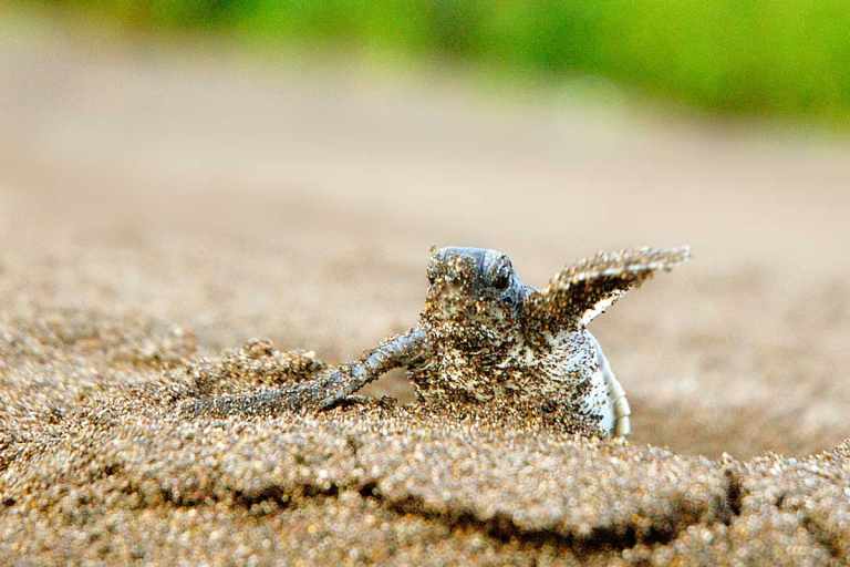 Sea Turtles and Conservation in Costa Rica 3 Baby Turtle Hatching