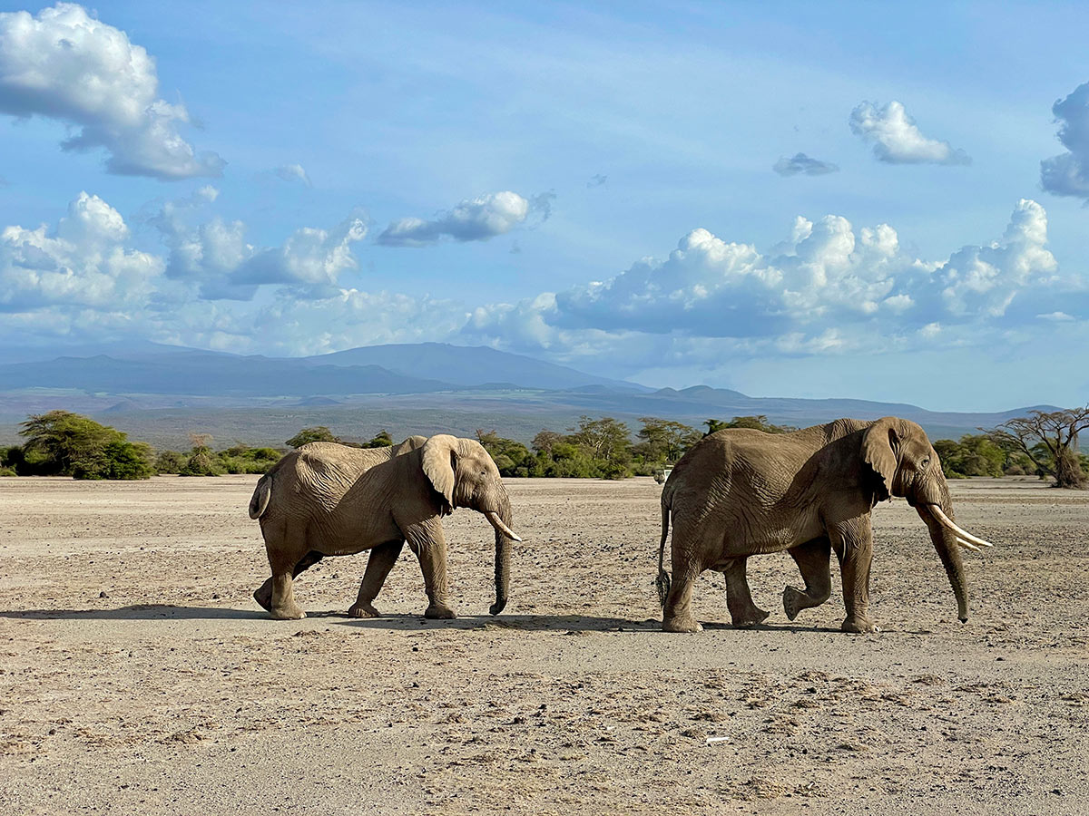 How to Plan An Affordable African Safari 2 two large elephants in Africa