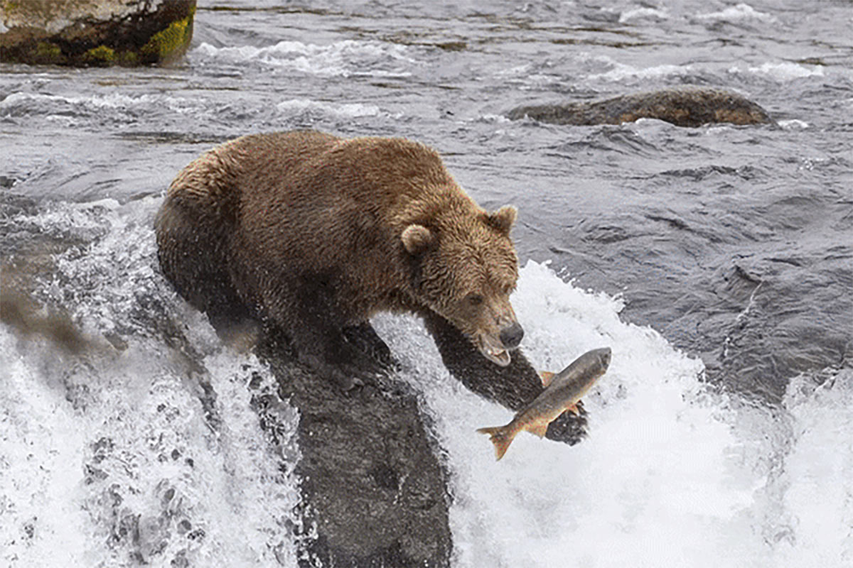 Brooks Falls Live Grizzly Bear Cam In Alaska - Katmai National Park 4 March 2023 newsletter animated