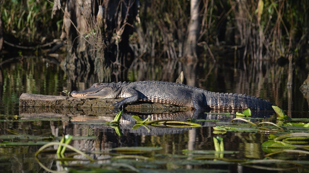 The Extraordinary Rainforests of Louisiana 1 louisiana cajun country 5 day to