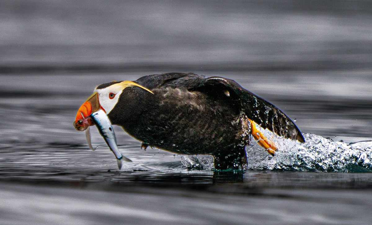 Birds of Alaska 4 47090905 D466 48AD 899F 6B13344CAE93