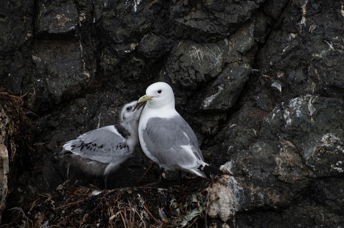 Birds of Alaska 7 DSC 5534