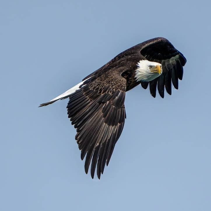 Birds of Alaska 5 bald eagle flying through clear sky 1