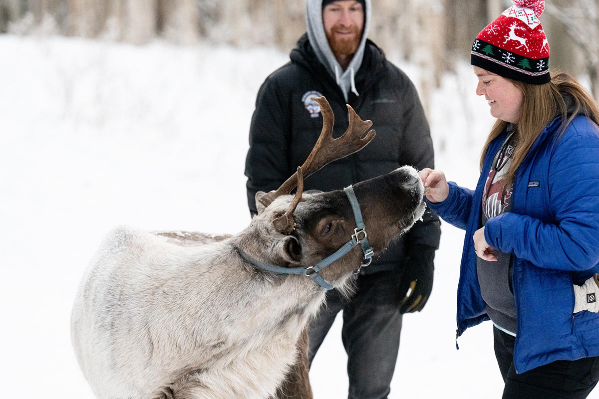 Running Reindeer Ranch Enjoyable Experience 2 Feeding Reindeer At Ranch
