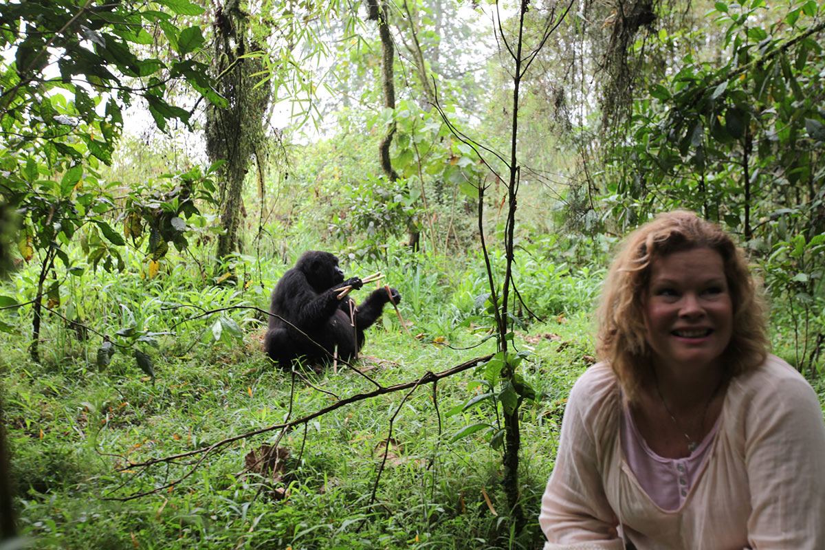 What is it Like to See Mountain Gorillas in the Wild? 5 Guest With Gorilla Holding Bamboo
