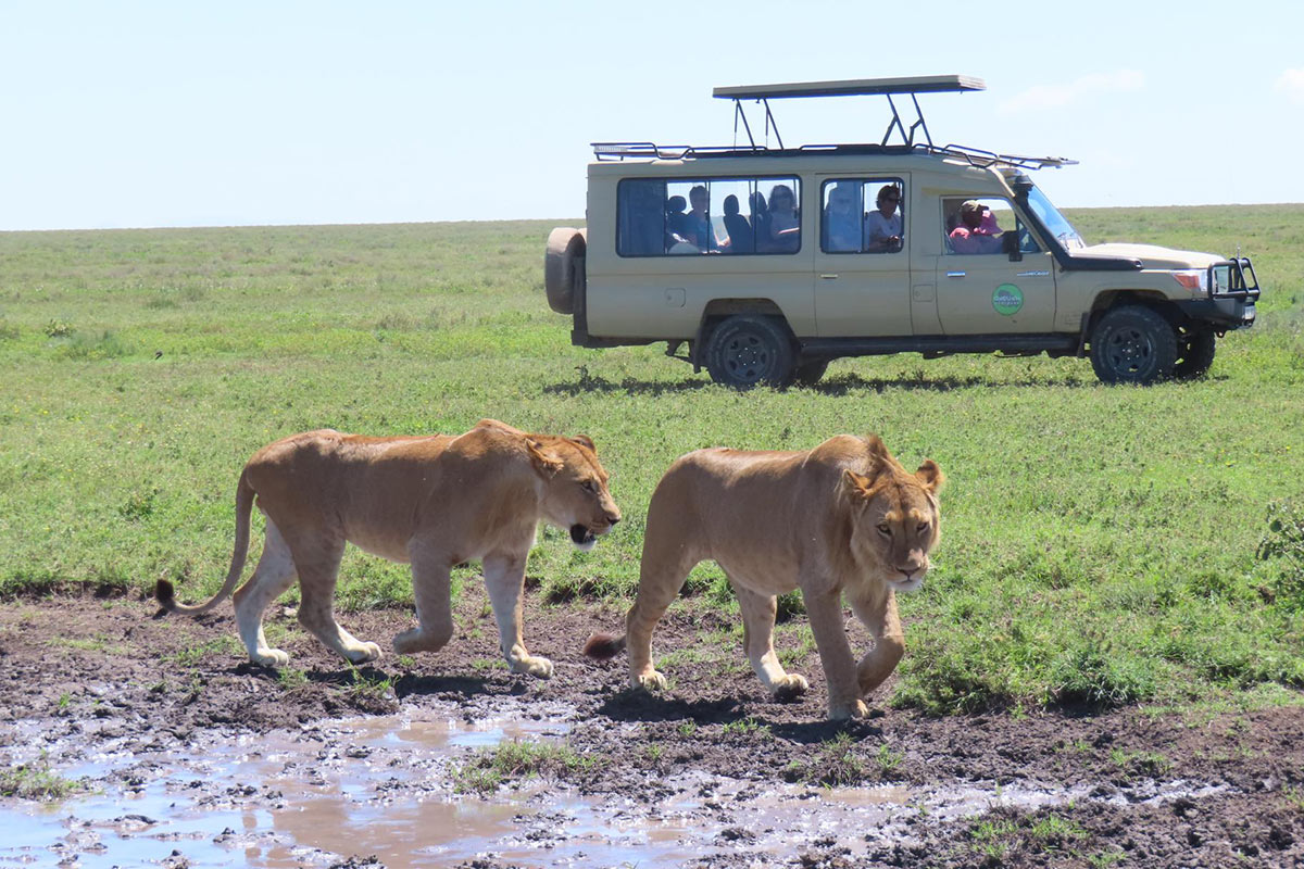 Discovering Africa's Big Five 1 Viewing part of Africa's big five the lion
