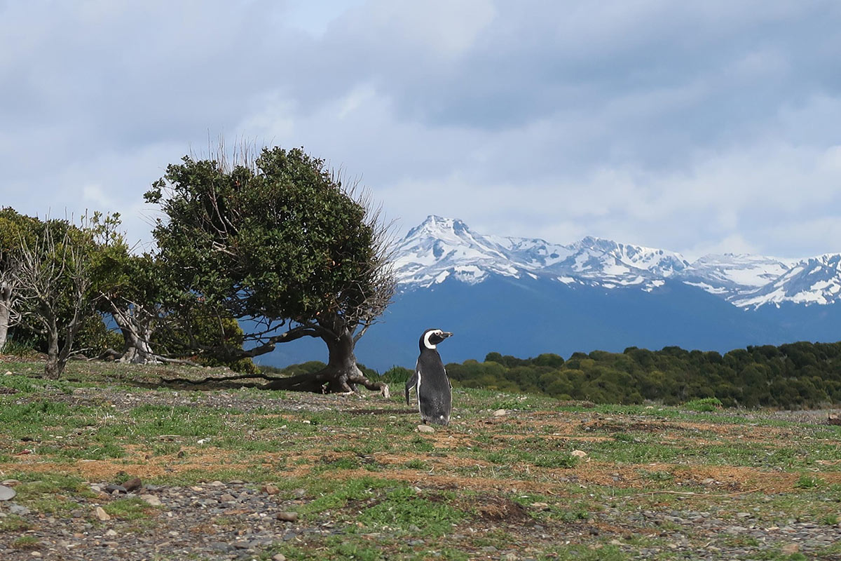 Incredible Antarctica Tour with Gondwana Ecotours: Adventure and Exploration 4 Ushuaia