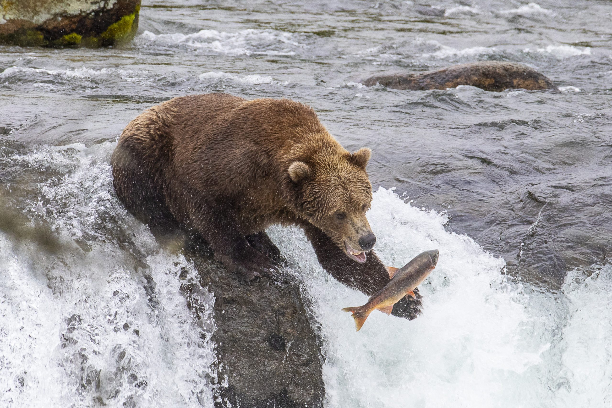 Follow the Salmon Run for Epic Bear Viewing in Alaska 3 bear catching salmon in Alaska