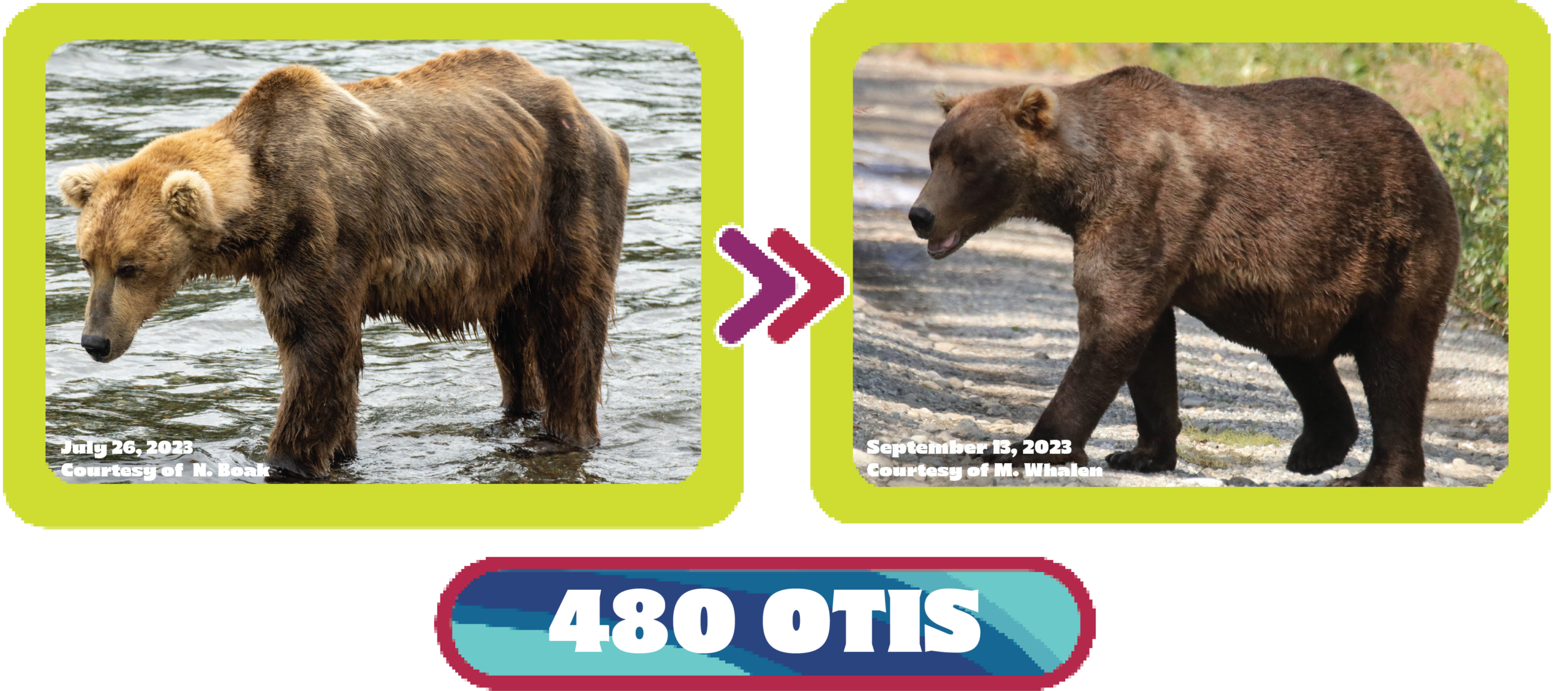 Watch The Bears’ Bulking Season During Fat Bear Week 4 Otis 480 weight transformation during the summer of 2023. Credit: N. Boak and M. Whalen via Explore.org.