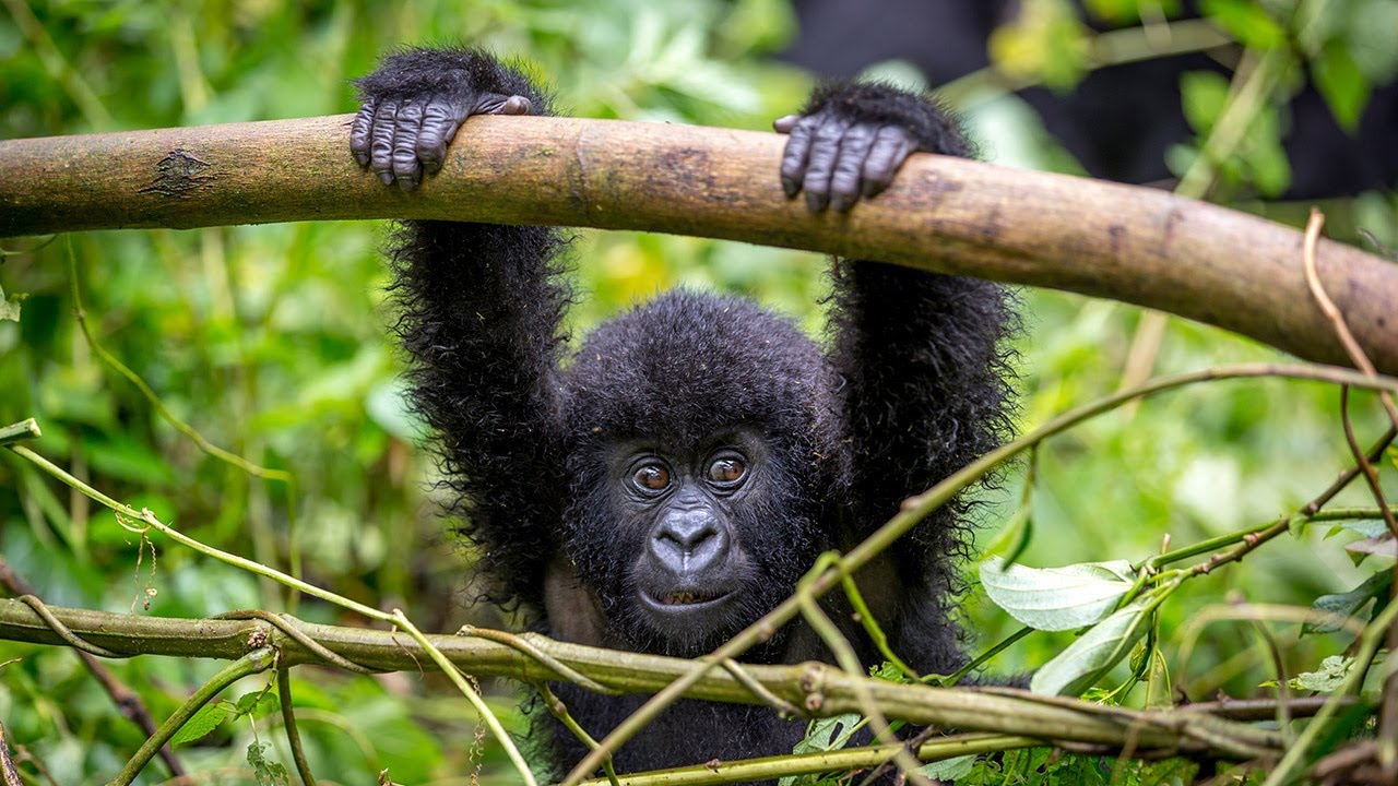8 Ways to Celebrate Earth Day This Year 4 Gorilla Trekking in Rwanda with Gondwana Ecotours