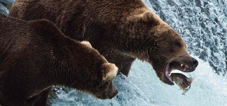 Watch The Bears’ Bulking Season During Fat Bear Week 11 grizzliescatchingfishbrooksfalls e1706737732965
