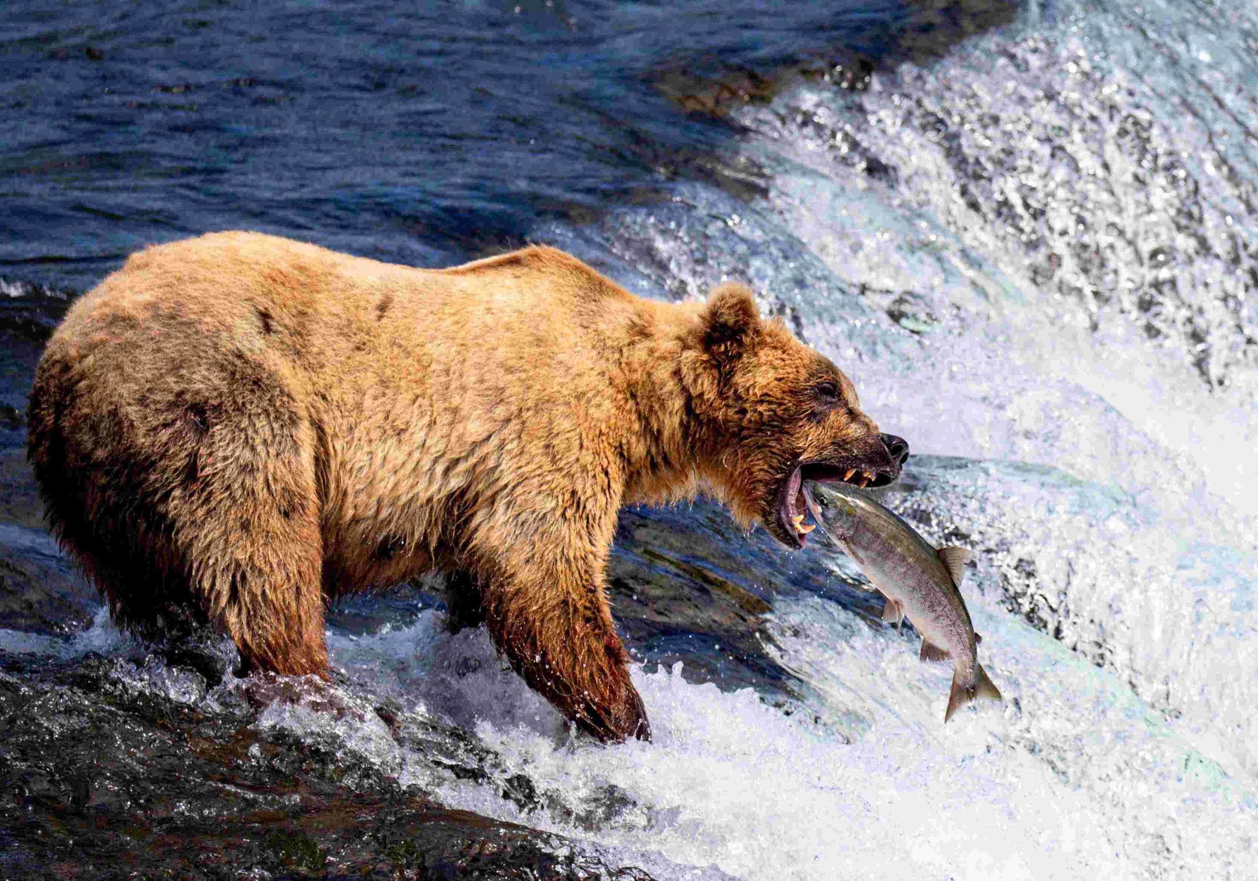 Watch The Bears’ Bulking Season During Fat Bear Week 2 A grizzly bear catching fish at Brooks Falls in Katmai National Park and Preserve.