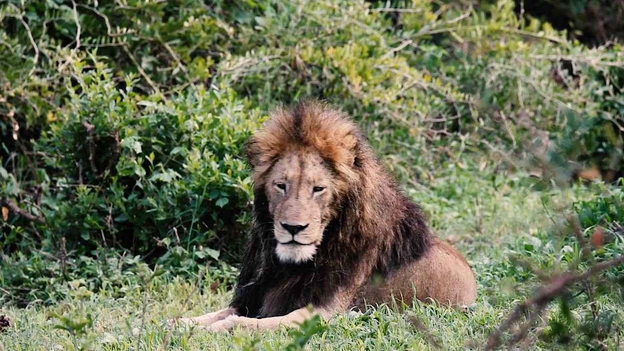 Tanzania Safari Tours 7 The safest places in Africa