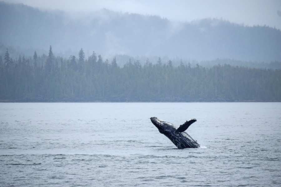 Best Whale Watching Tours in Juneau, Alaska 4 Whale watching in Alaska with whale breaching water