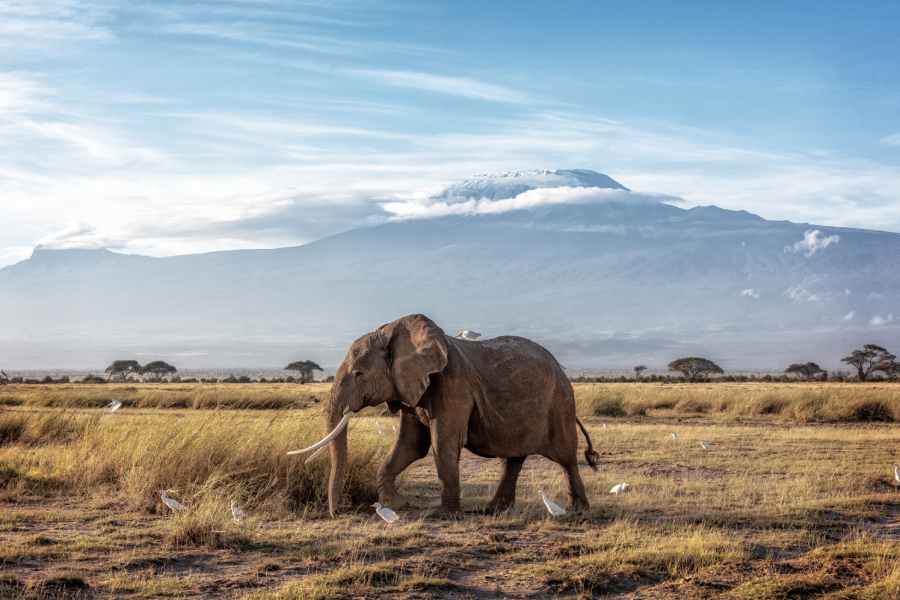 Game Drives? 3 african elephant walking past mount kilimanjaro