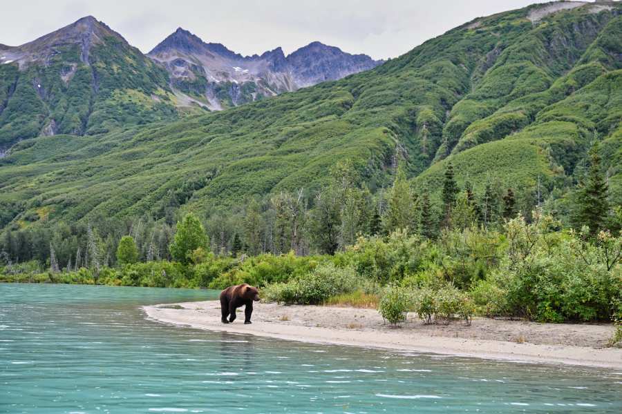 Epic Summer Adventures You Can Have in Alaska 4 brown bear walking coastline in Alaska