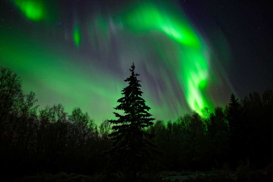 Incredible Northern Lights Viewing Across Alaska 3 Northern lights in swirls of green over alaska forest