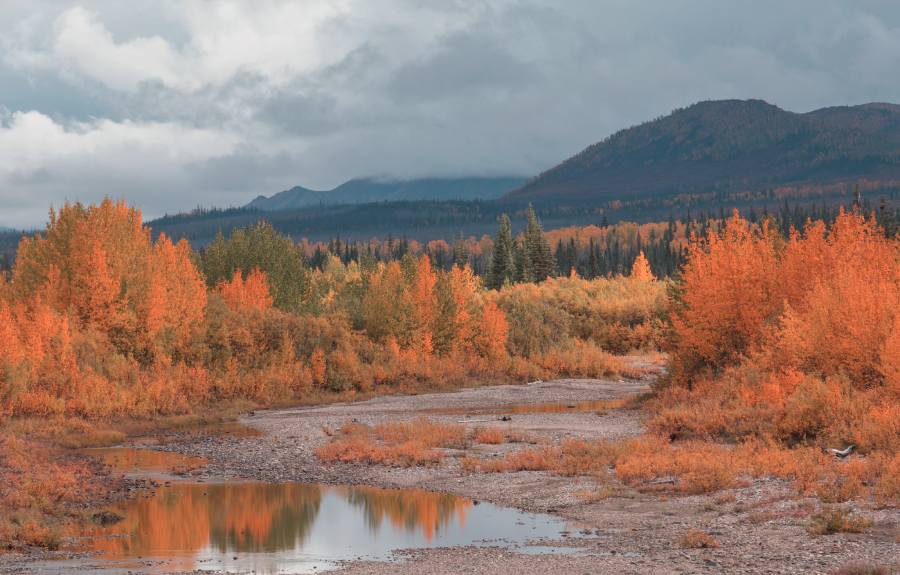 Fall Wildlife Viewing in Alaska: Where to Go 3 autumn in alaska 1