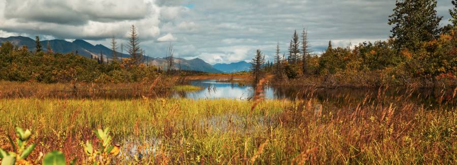 Fall Wildlife Viewing in Alaska: Where to Go 4 Alaska in the fall