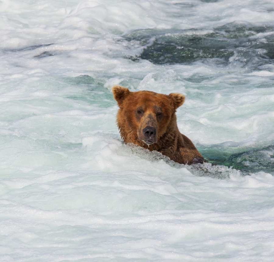 Best Places for Bear Viewing in Alaska: Top Spots 4 brown bear relaxing in falls in Alaska