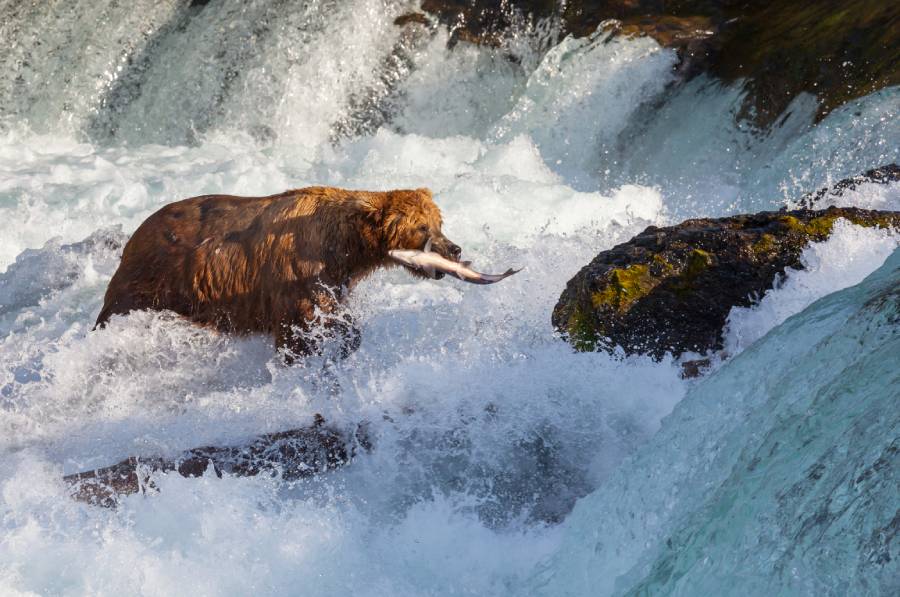 Best Places to See Bears in Alaska in September 4 bear eating fish in water in Alaska