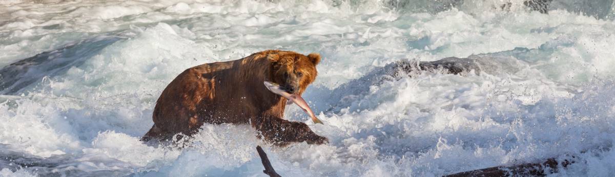 Unbelievable Bear Viewing Excursions Across Alaska 3 bear on alaska