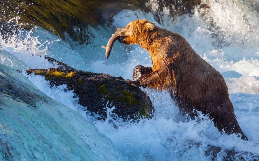 Bear Watching Guide to Brooks Falls in Katmai National Park 3 brown bear goes fisshing at Brooks Falls Alaska
