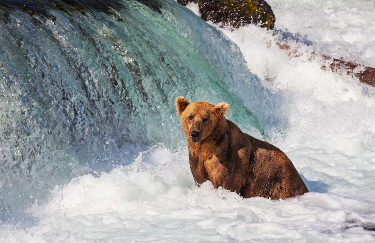 Best Time of Year to Visit Alaska for Travel and Wildlife 3 Alaskan brown bear siting in waterfalls