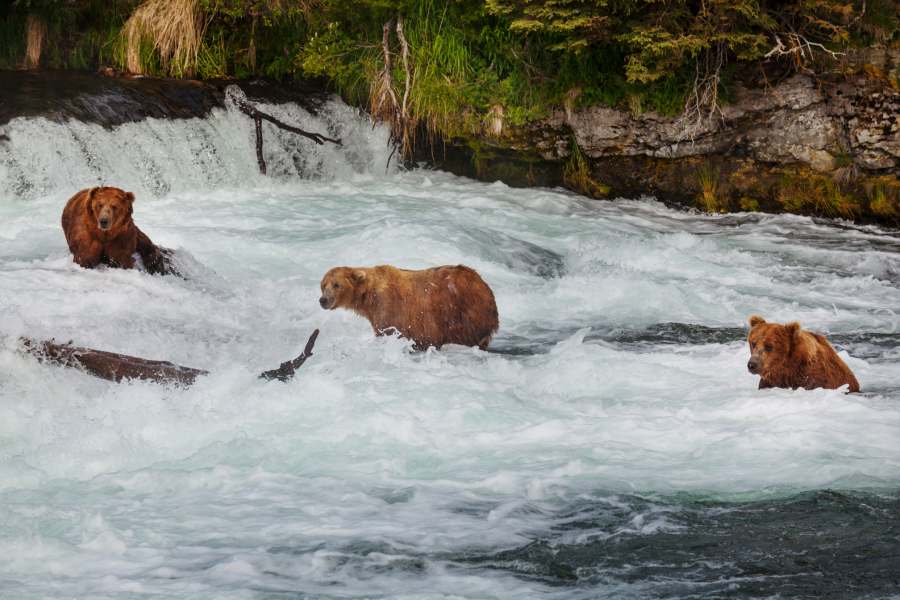 Why Do Grizzly Bears Feed on Salmon? 2 bears catching salmon alaska