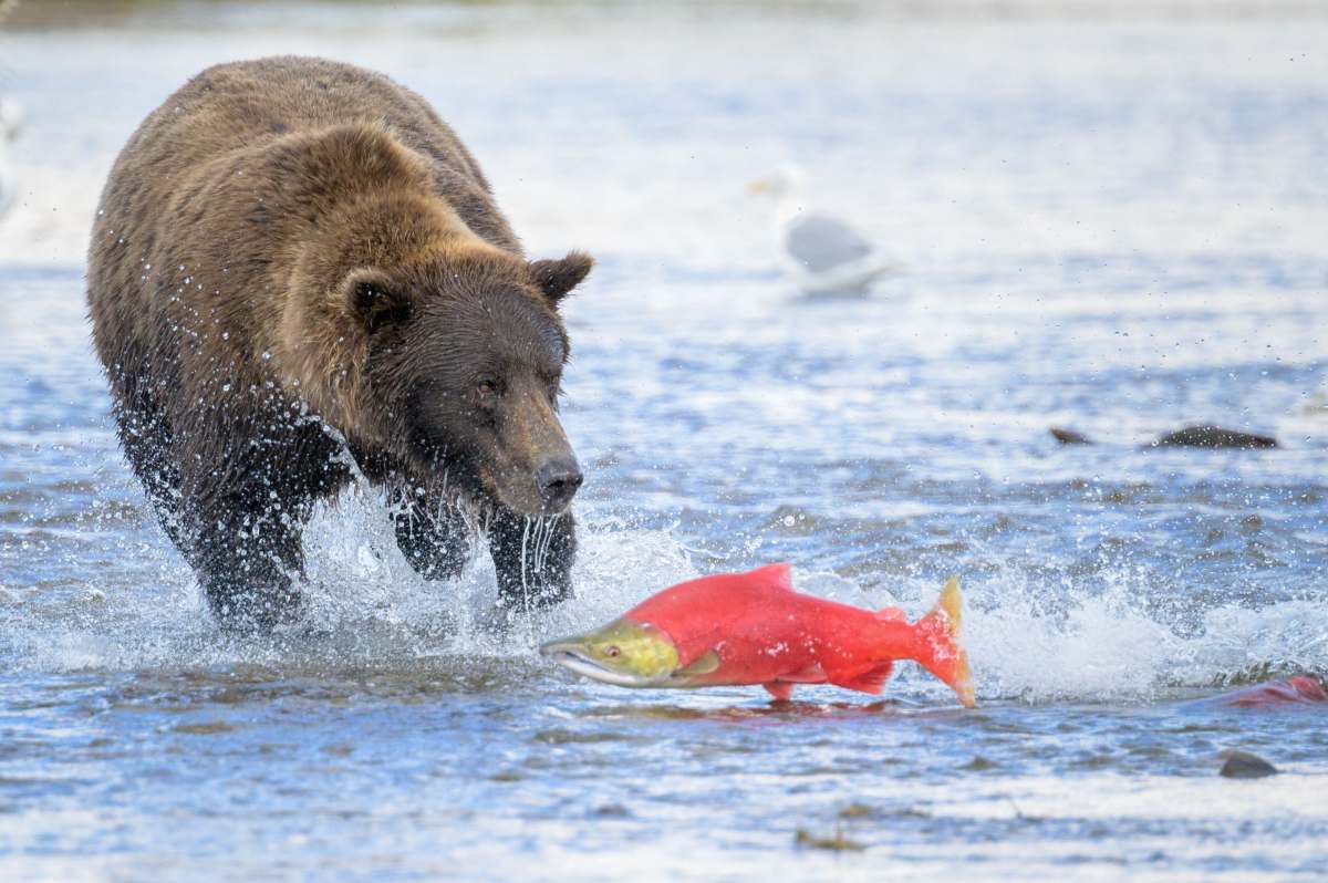 Follow the Salmon Run for Epic Bear Viewing in Alaska 4 brown bear running after salmon in alaska