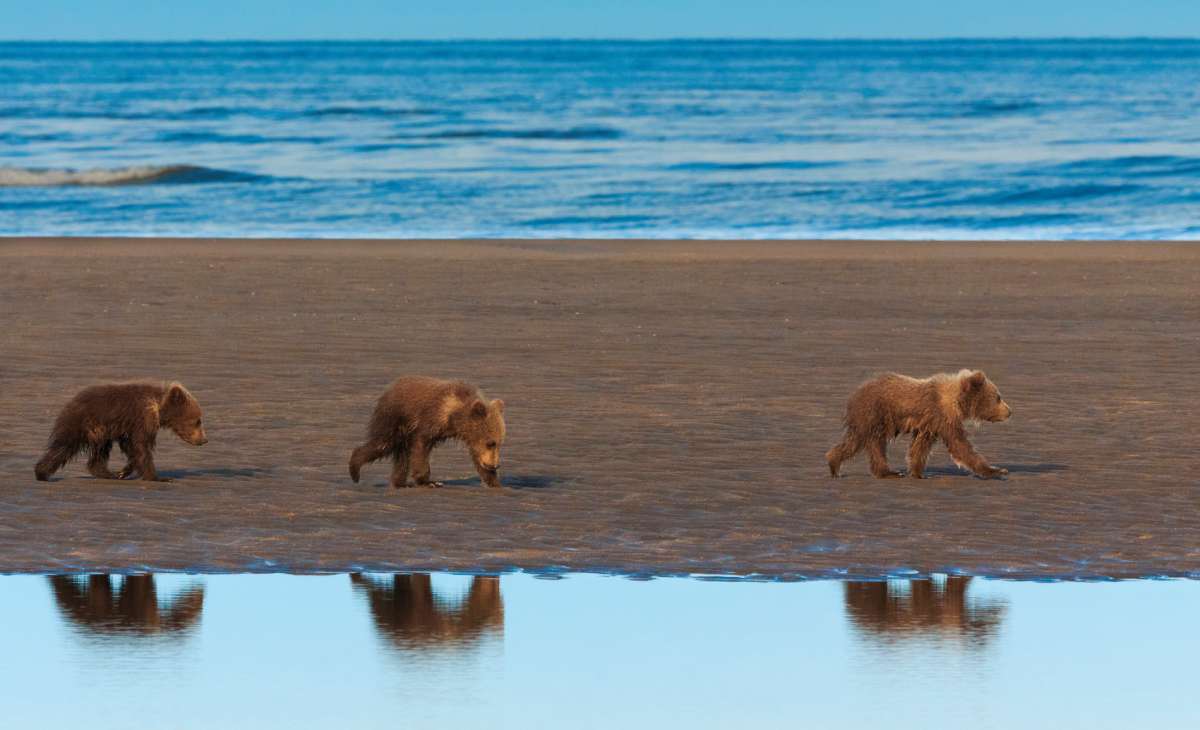 Juneau Awaits: A Wild Adventure in Alaska’s Capital 4 wild bears in alaska on lake
