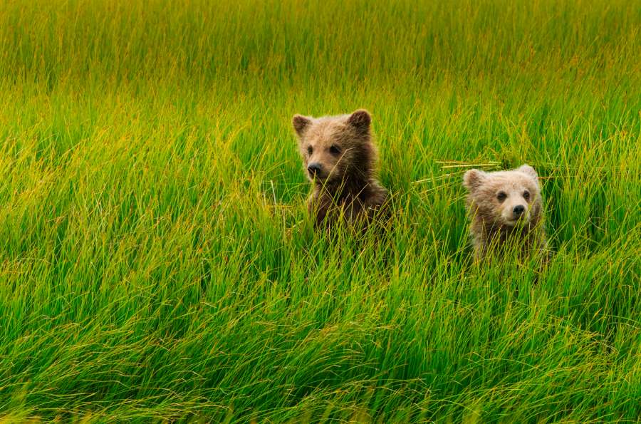 The Best Bear Viewing In Alaska: 4 Incredible Locations 4 brown bear cubs lake clark national park alaska