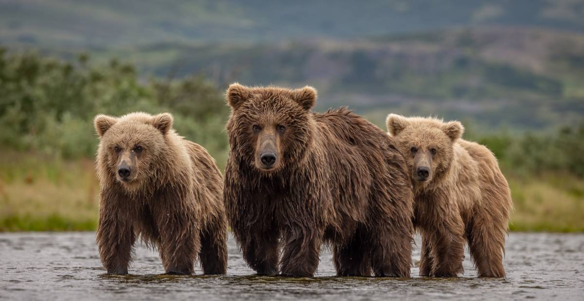 Explore Denali National Park: Adventure Starts Here 4 brown bears in water in alaska