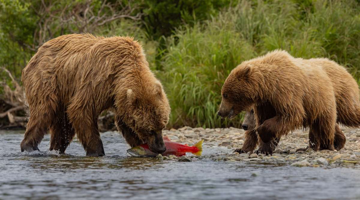 Katmai National Park Bear Tours 2 brown-bear-in-katmai-alaska
