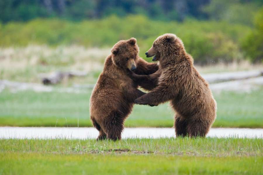 How to Plan an Amazing Summer Vacation in Alaska 3 brown bears playing in a field in Alaska during summer
