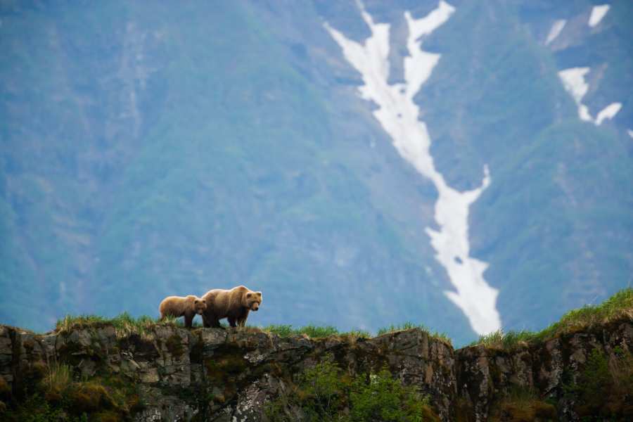 Fairbanks, Alaska Travel Guide: Top Attractions and Tips 4 two brown bears in moutain in Alaska