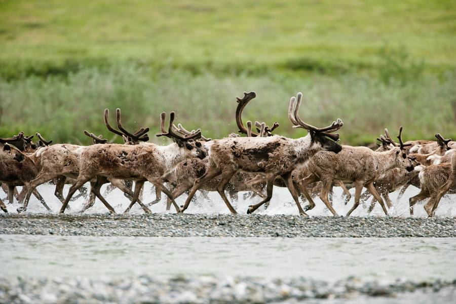 Where to Find Alaska’s Best Adventure Tours 3 caribou running in Alaska