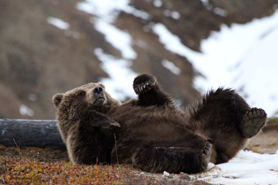 Fly from Homer to Katmai for Unforgettable Bear Viewing 6 brown bear in Alaska