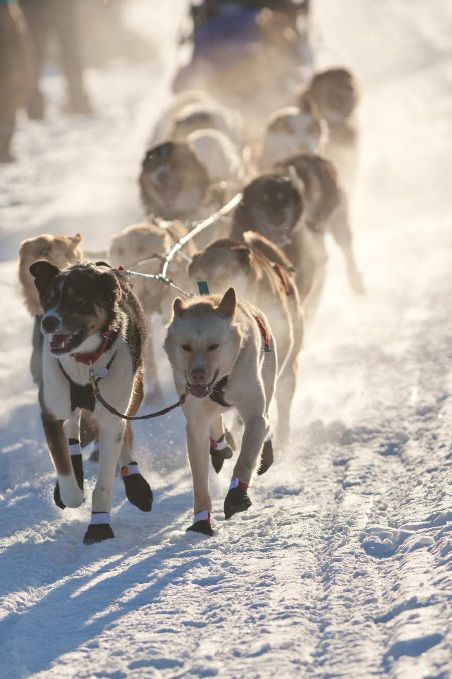 5 Reasons to Plan a Winter Tour in Alaska 3 dogs mushing in alaska